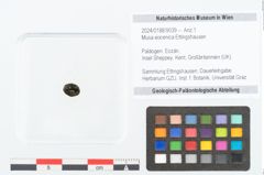 Foto (Objekt + Etikett) von Musa eocenica Ettingshausen (NHMW-GEO-2024-0188-9039)